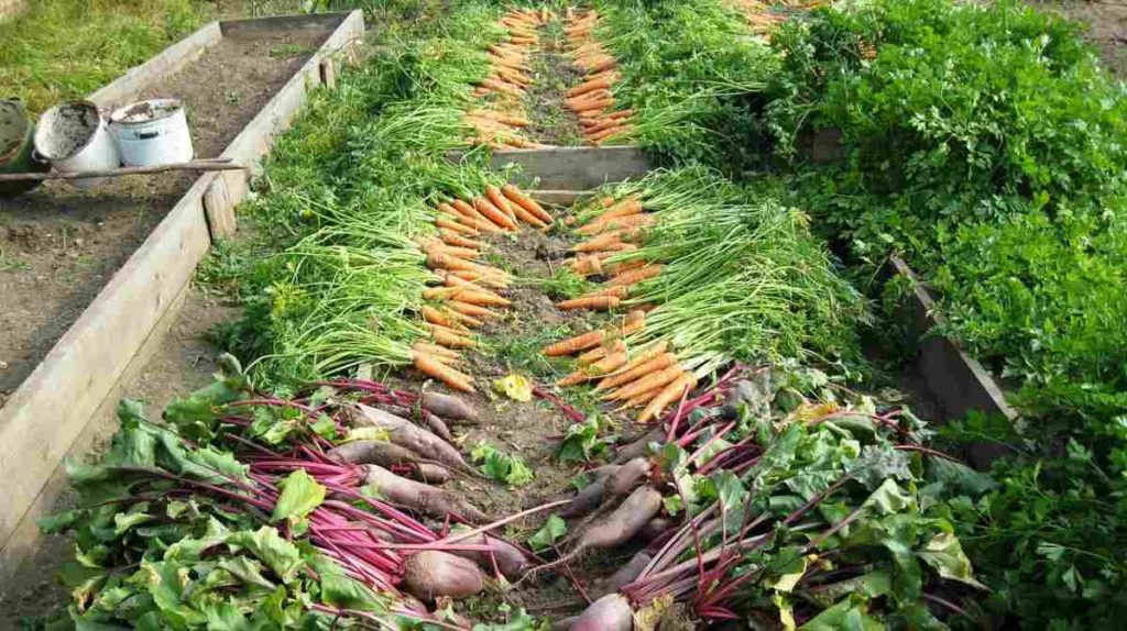 farm vegetable garden