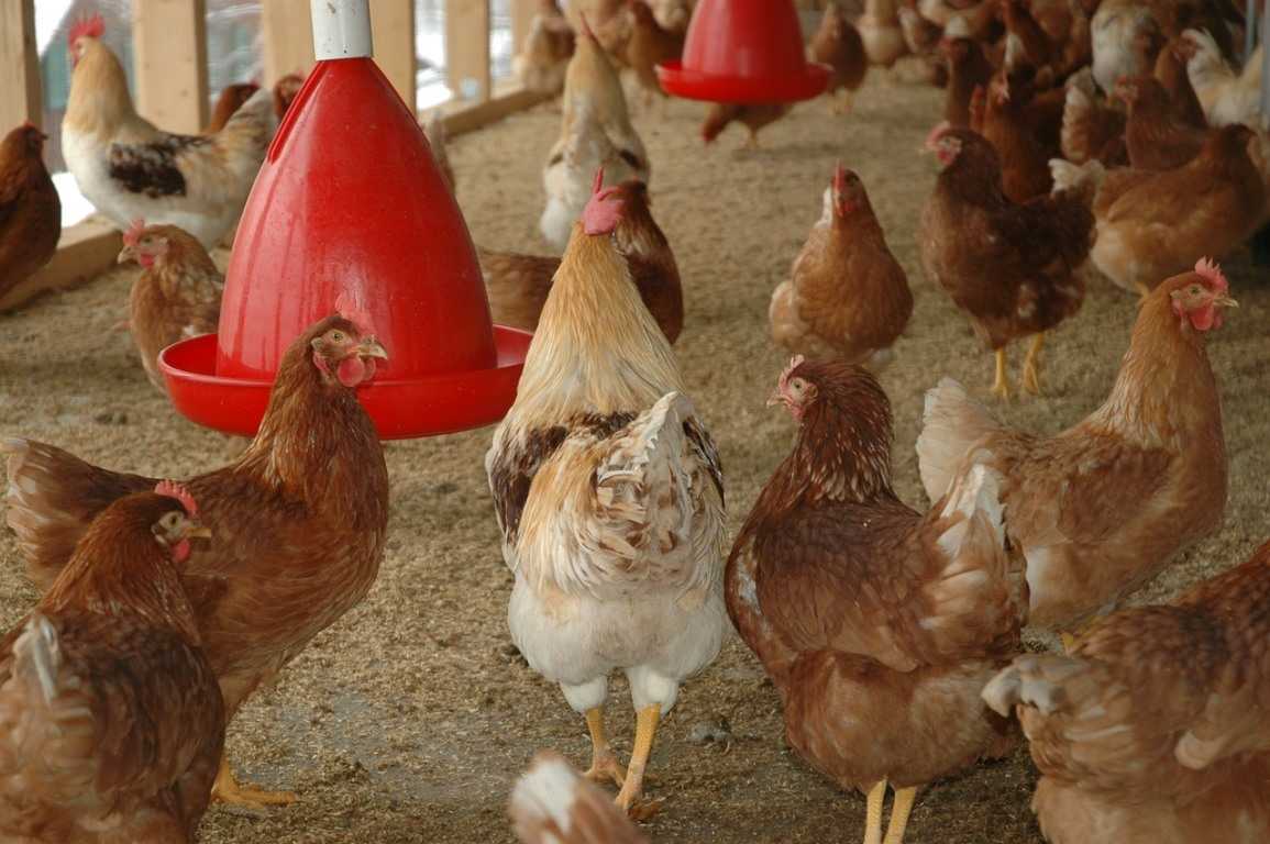 New Farmer's Guide to the Commercial Broiler Industry: Farm Types