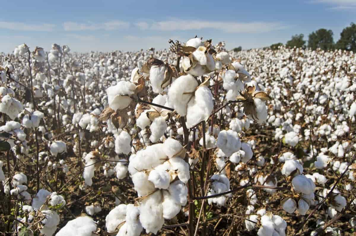 Cotton Harvest Time: Learn When To Harvest Cotton Grown At Home