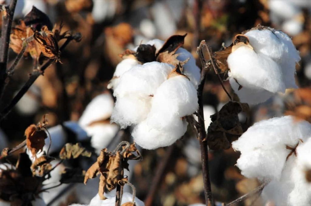 Best Fertilizer for Cotton: Organic, Compost Manure, Liquid, NPK, and  Schedule