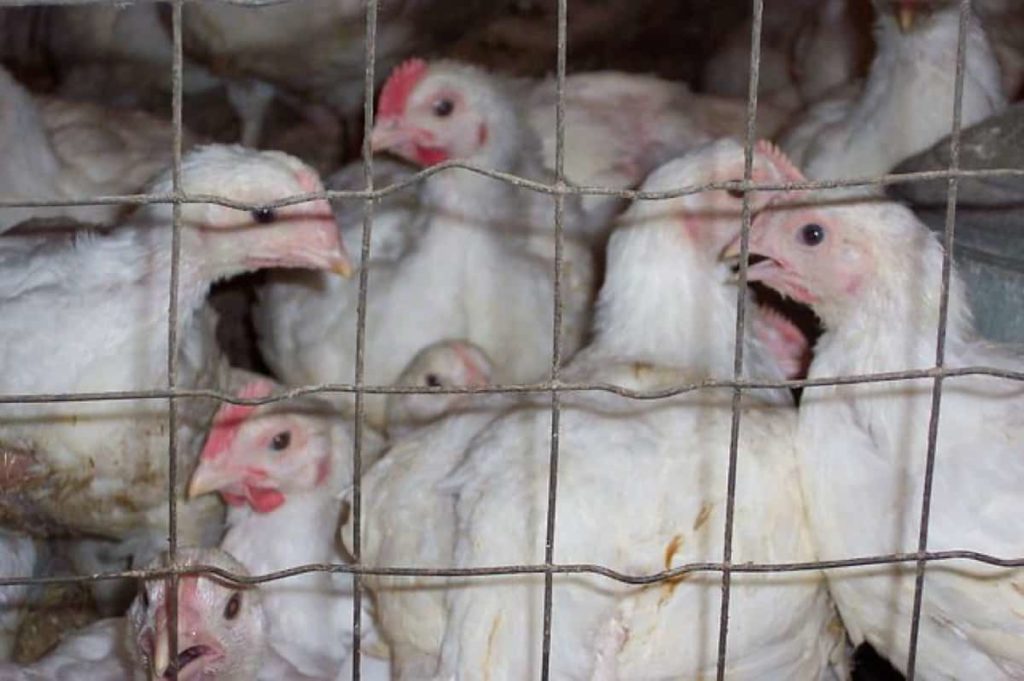 How To Start a Chicken Farming Business