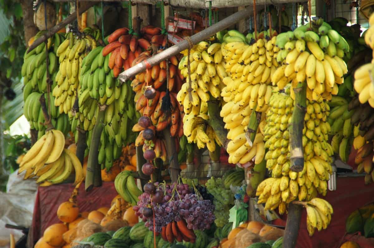 Banana Varieties India6 