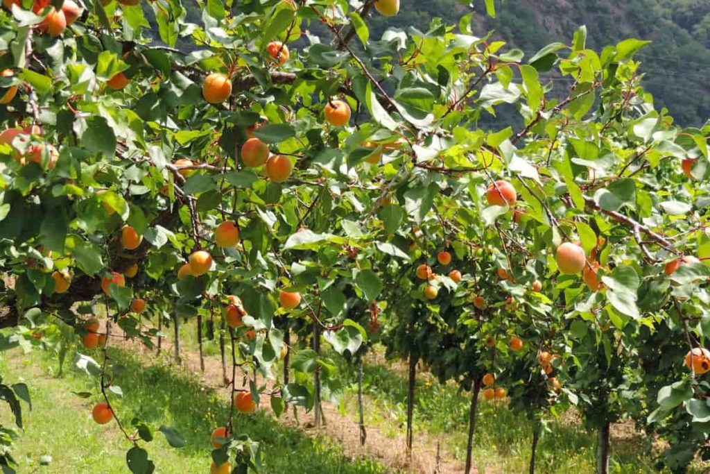 How to Increase Apricot Fruit Size: Exploring Apricot Fruit Growth  Optimization