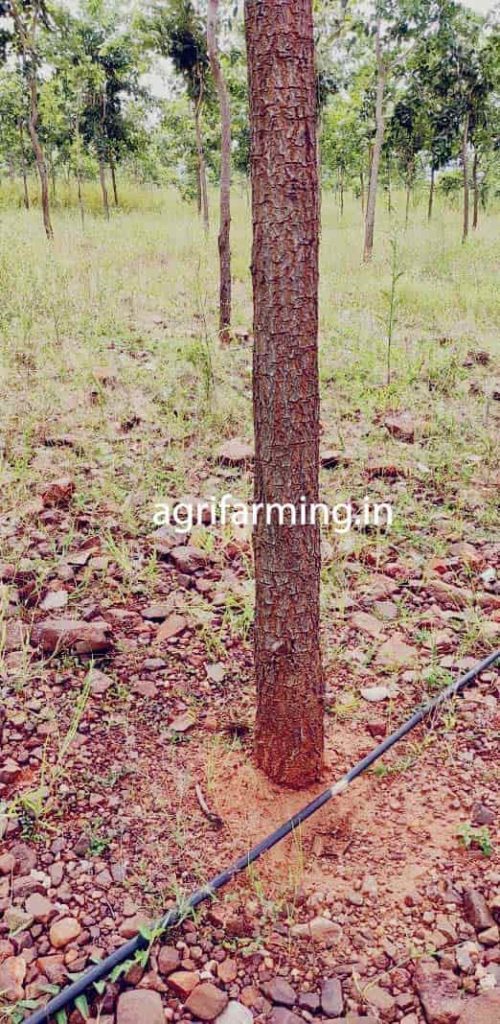 Earn Crores Red Sandalwood Farming - Plantation, Height, Weight, Profits, License, and Legality to Sell