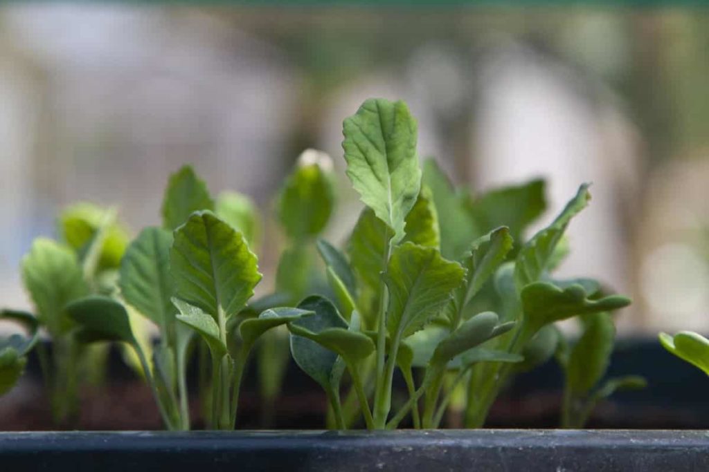 Growing Vegetables Indoors 🥗 Under LED Grow Lights