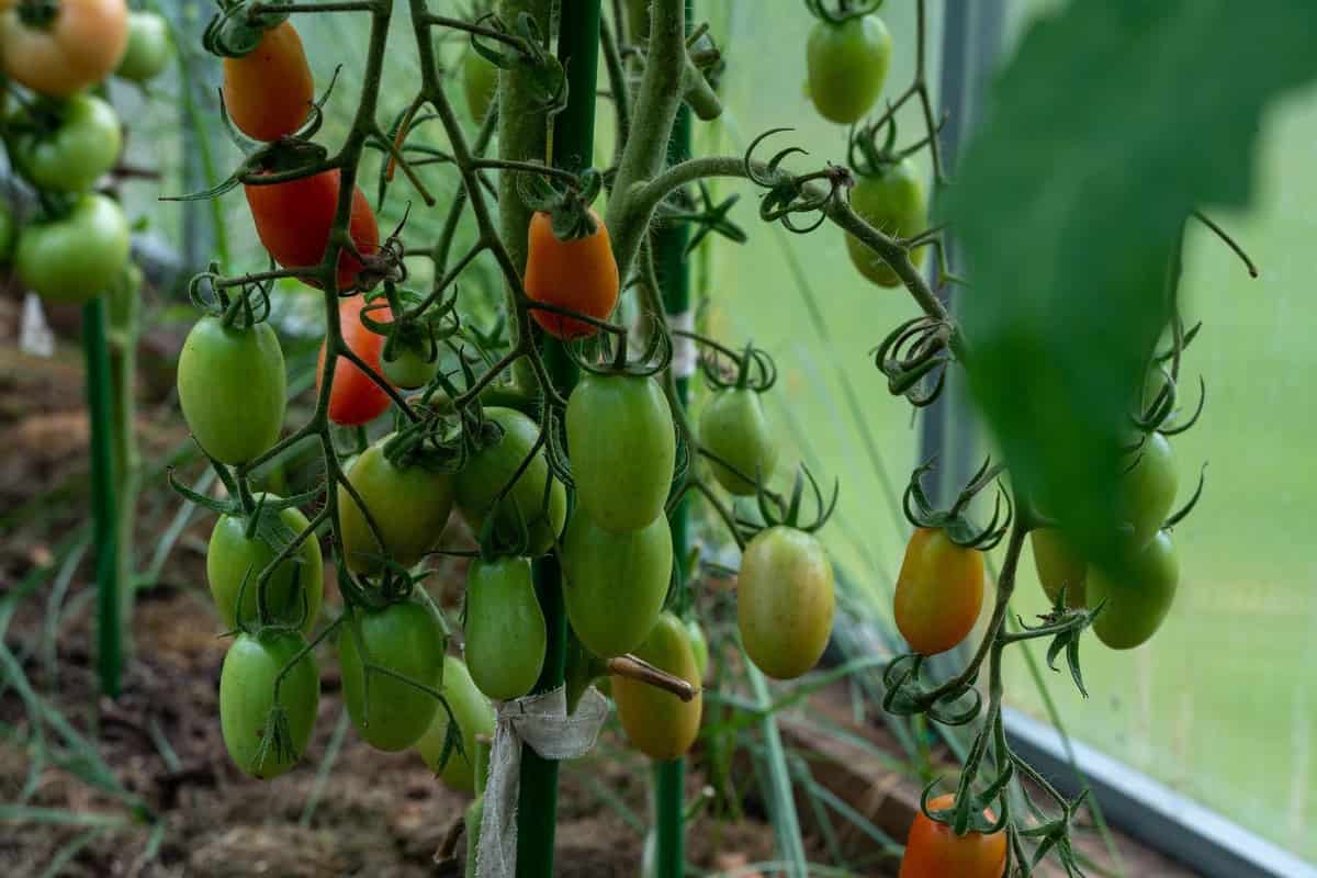 Tips for Growing Monster Beefsteak Tomatoes – Black Gold