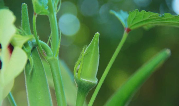 quality of okra seedlings slow release