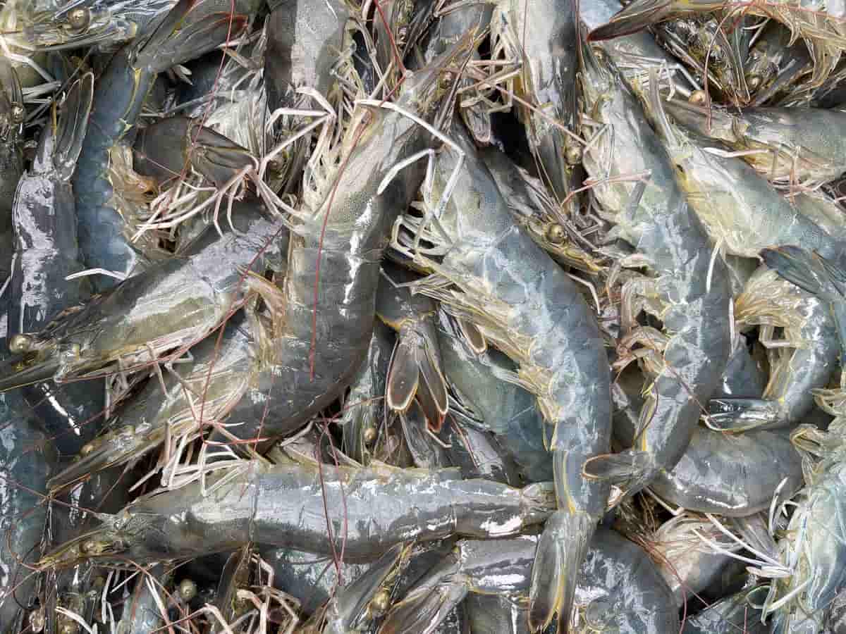 shrimp farming equipment