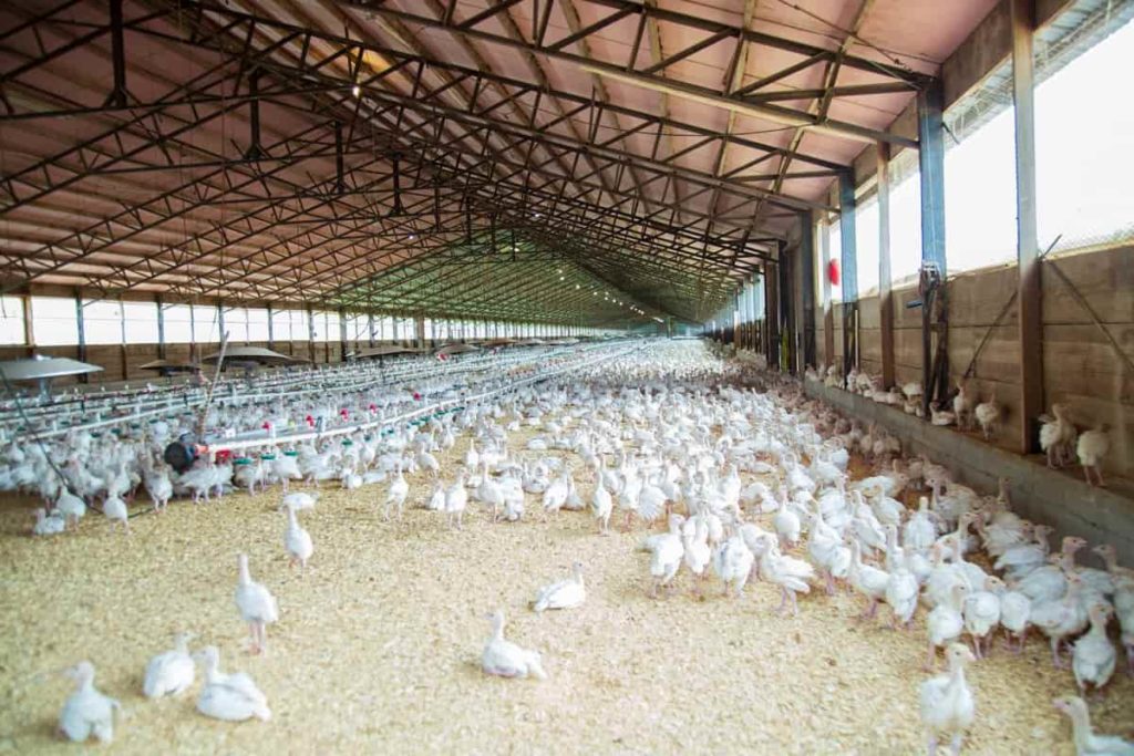 example of chicken farming business plan