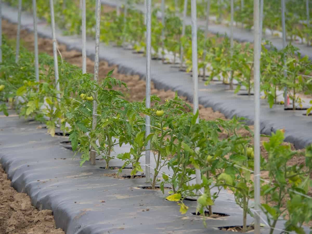 tomato growing business plan pdf