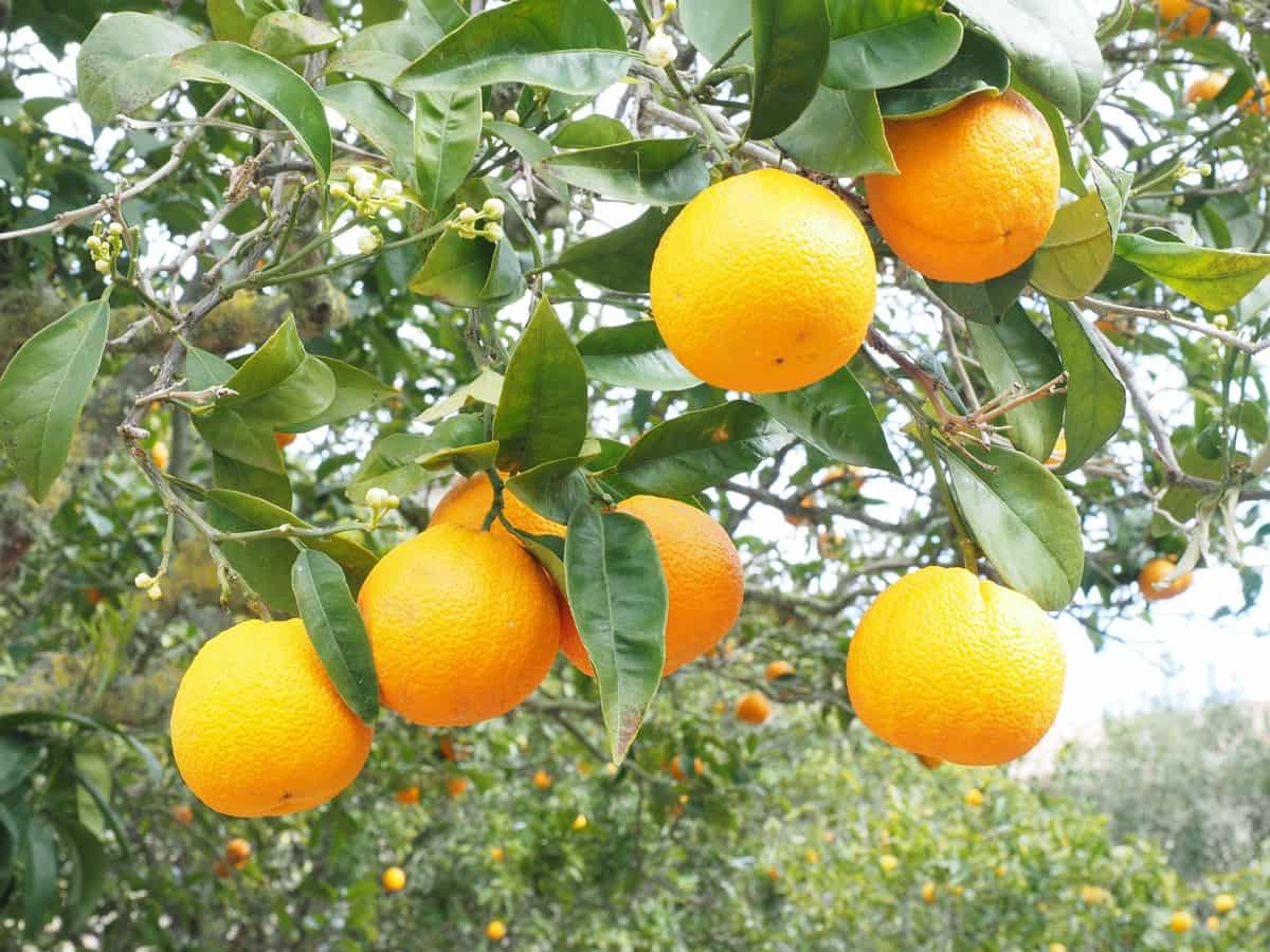 How to Control Pests and Diseases in Oranges: Causes, Symptoms ...