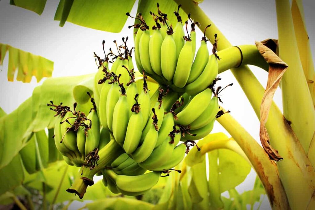 https://www.agrifarming.in/wp-content/uploads/2022/11/How-to-Start-Banana-Farming-in-the-Philippines-4-1024x683.jpg