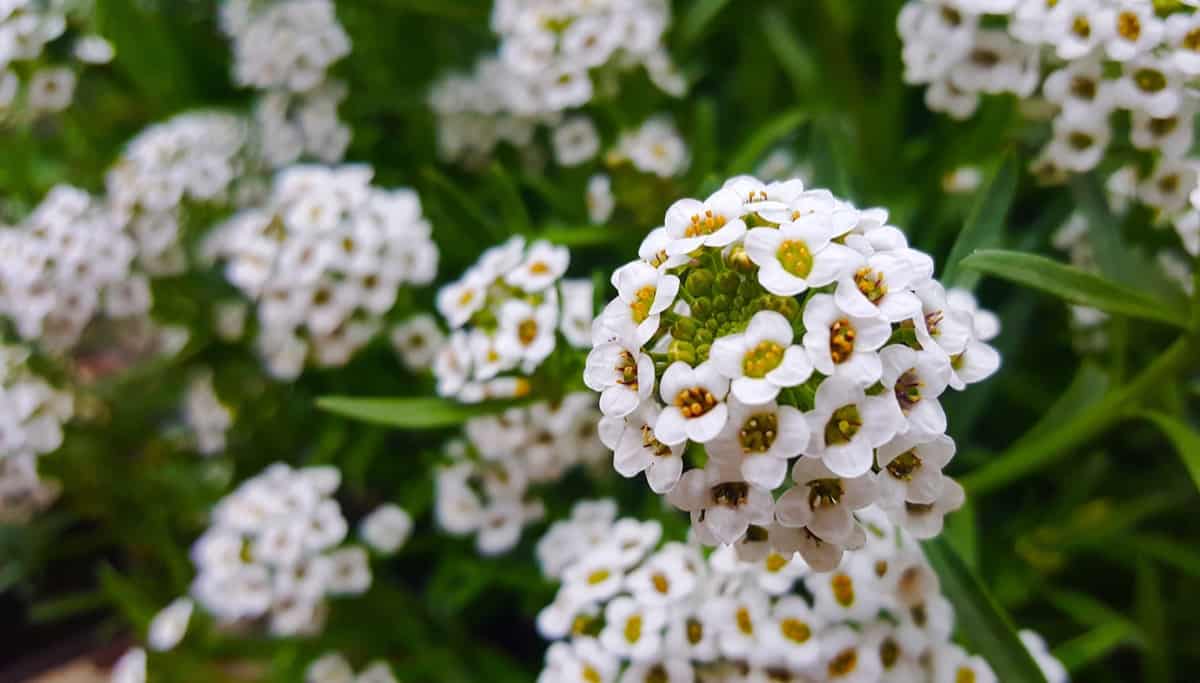 25 Best Flowers and Plants That Bloom in Winter