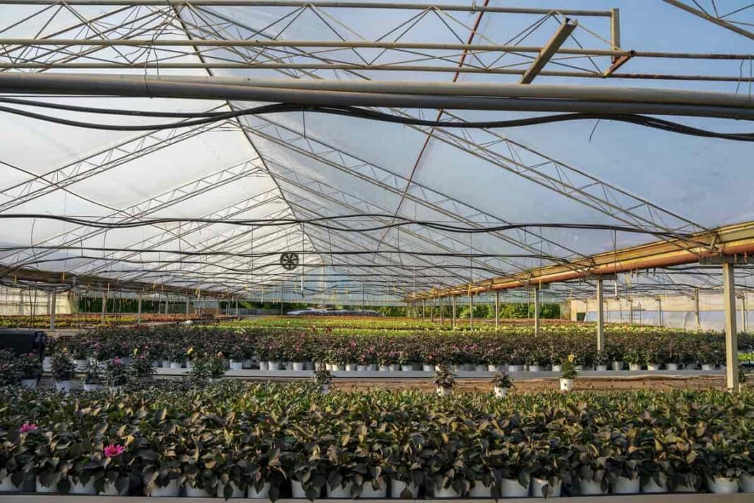 greenhouse business plan in nigeria