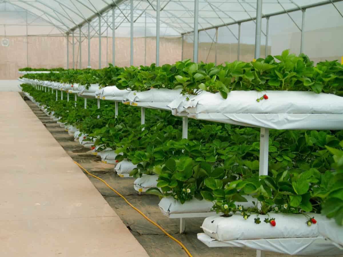 Greenhouse Farming in Nigeria5