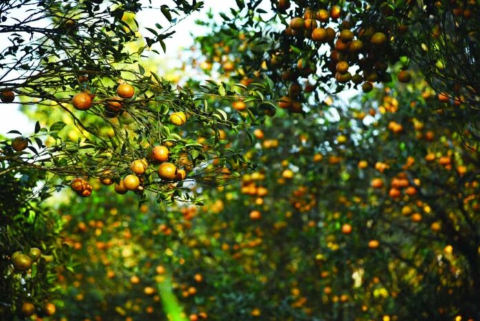 Citrus Farming in Spain: Citrus Fruit Cultivation Cost, Profit, and ...