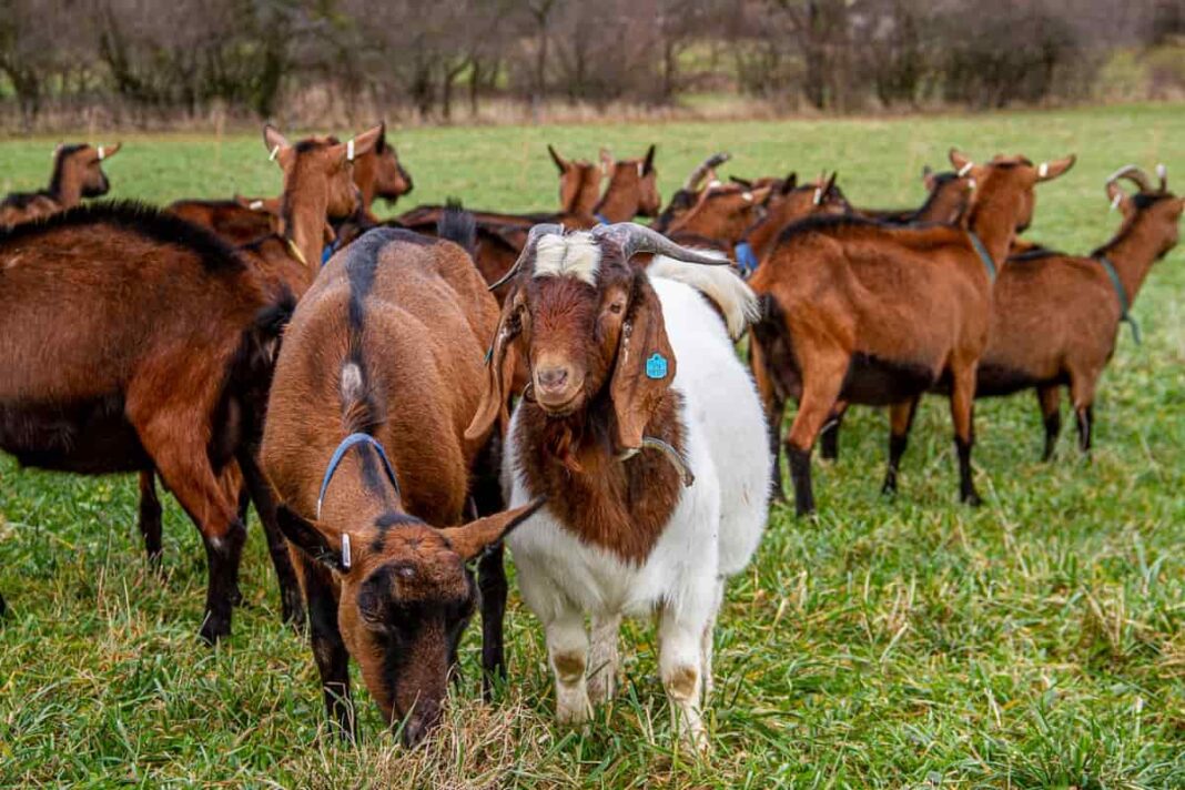 business plan for goat farming in south africa