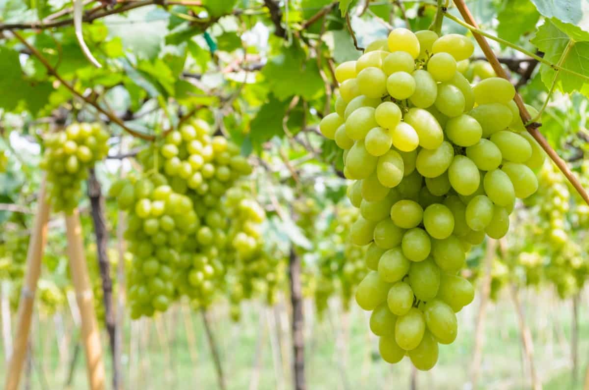 Master the Art of Grafting Grape Vines with Wax