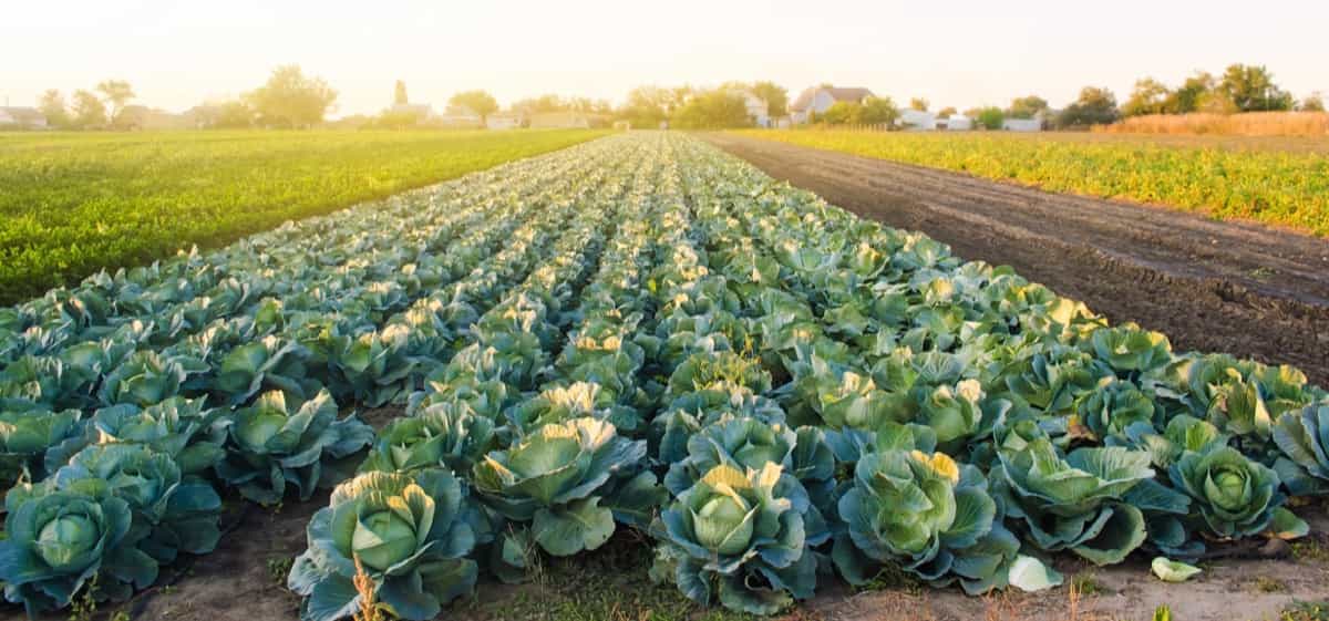 Cabbages ready to harvest in large-scale farm