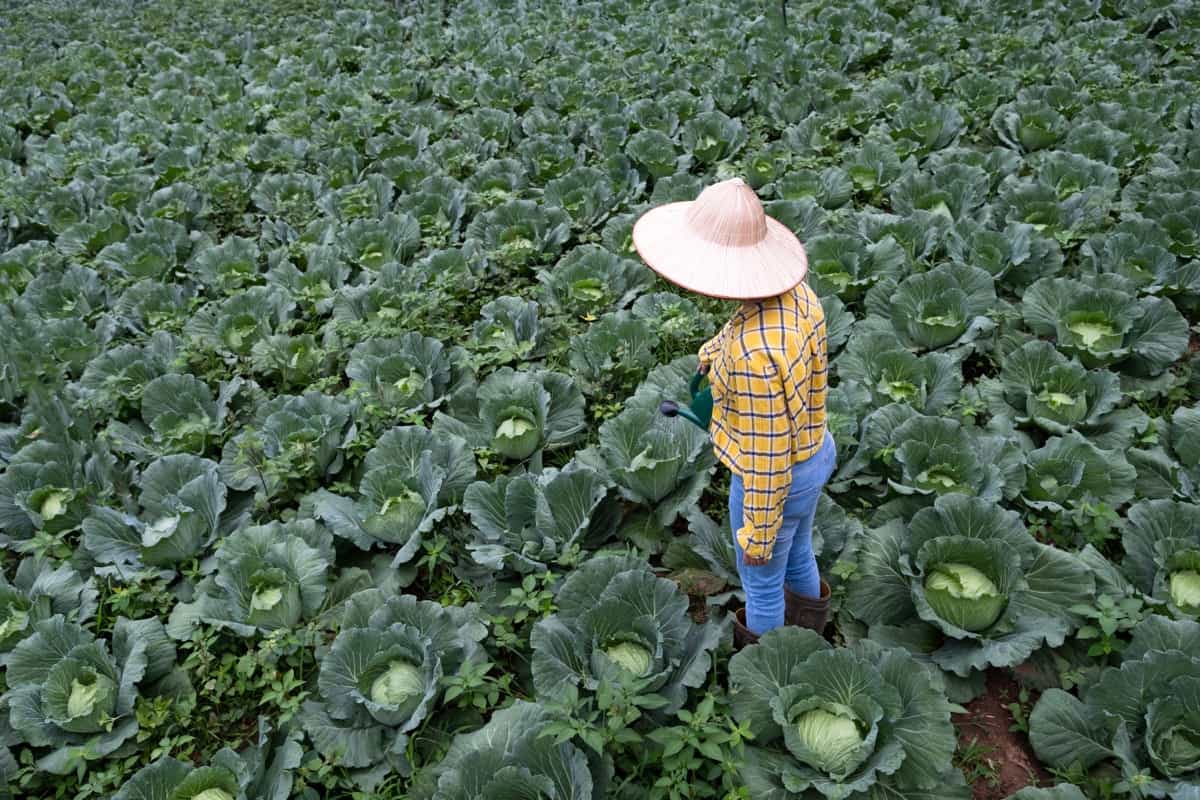 Cabbage Farm Management