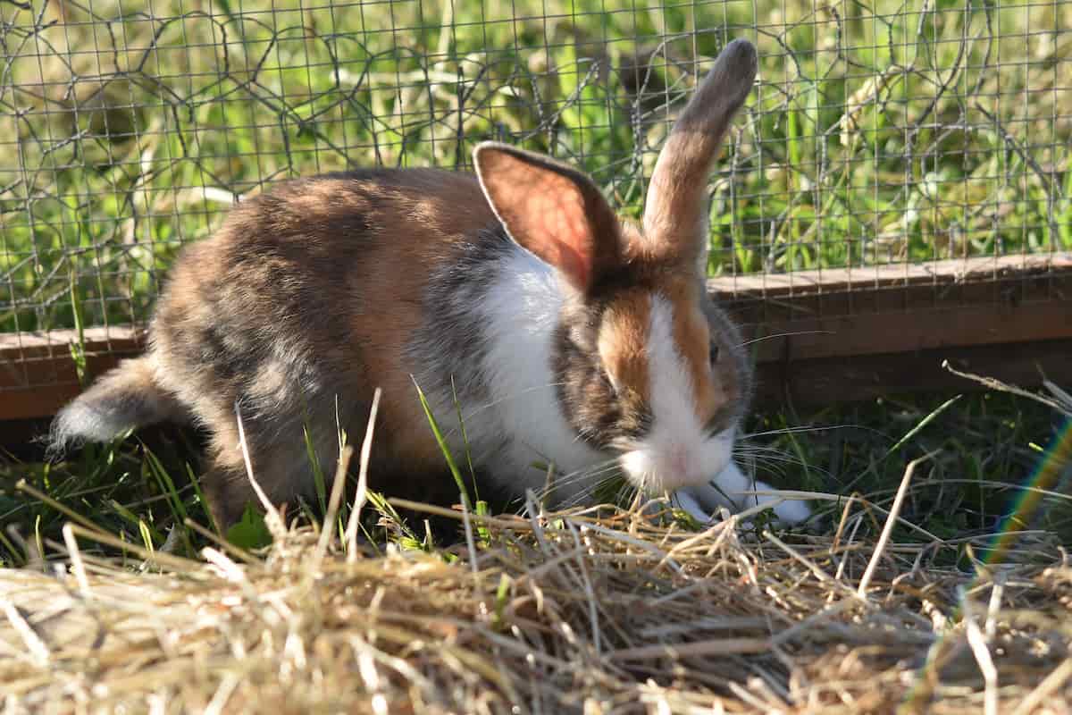 https://www.agrifarming.in/wp-content/uploads/How-to-Start-Rabbit-Farming-in-the-USA-2.jpg