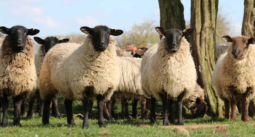 How to Start Sheep Farming in Nigeria: Business Plan, Breeds, Cost ...