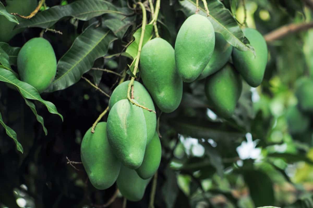 How to Grow a Mango Tree from Seed: A Comprehensive Guide