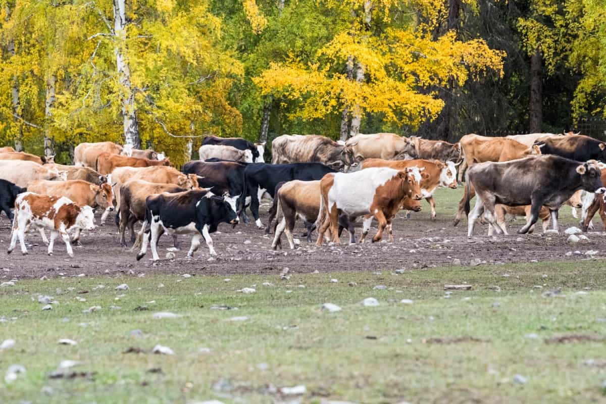 Sustainable Livestock Management