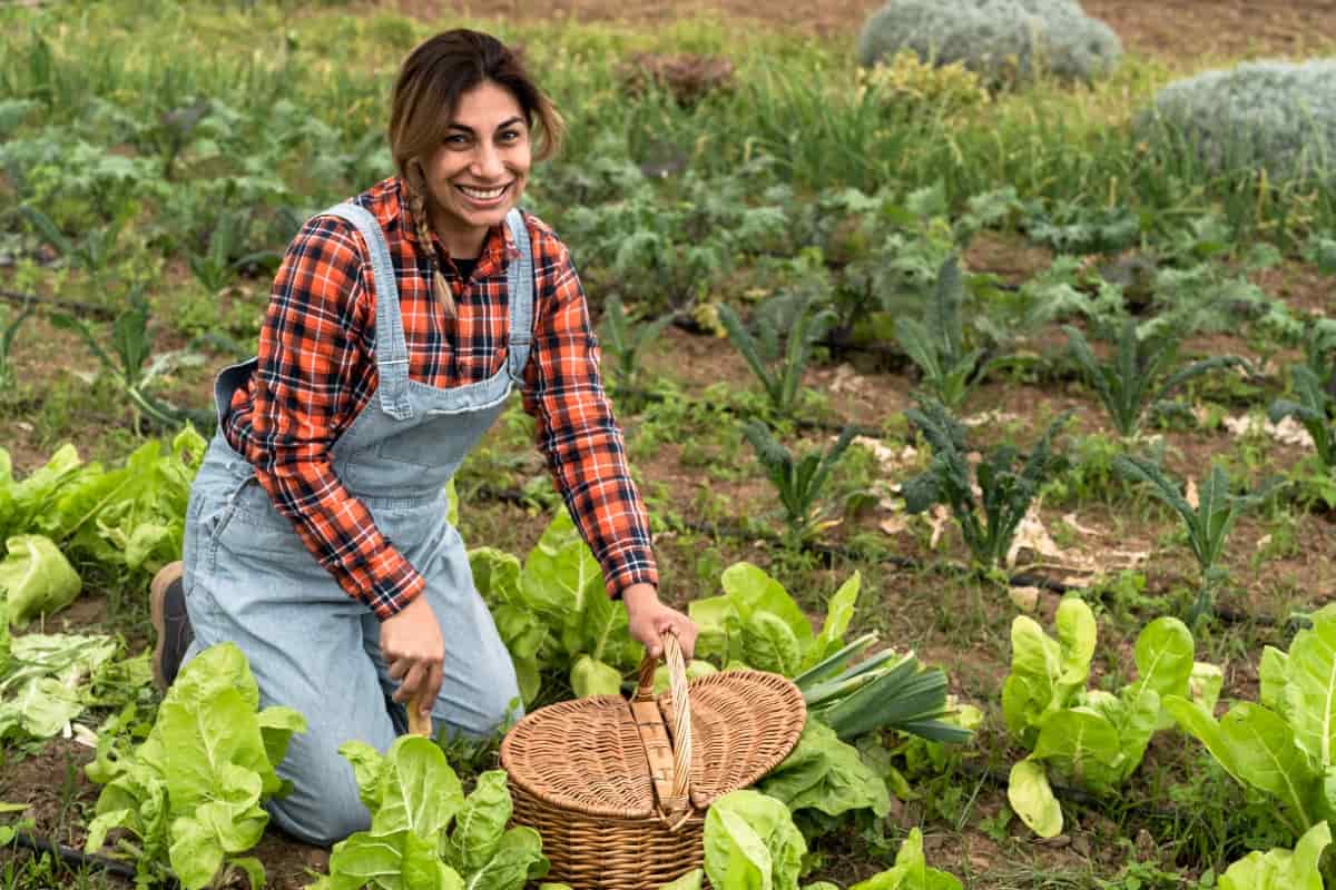 Farmer Harvesting Lettuce and Vegetables