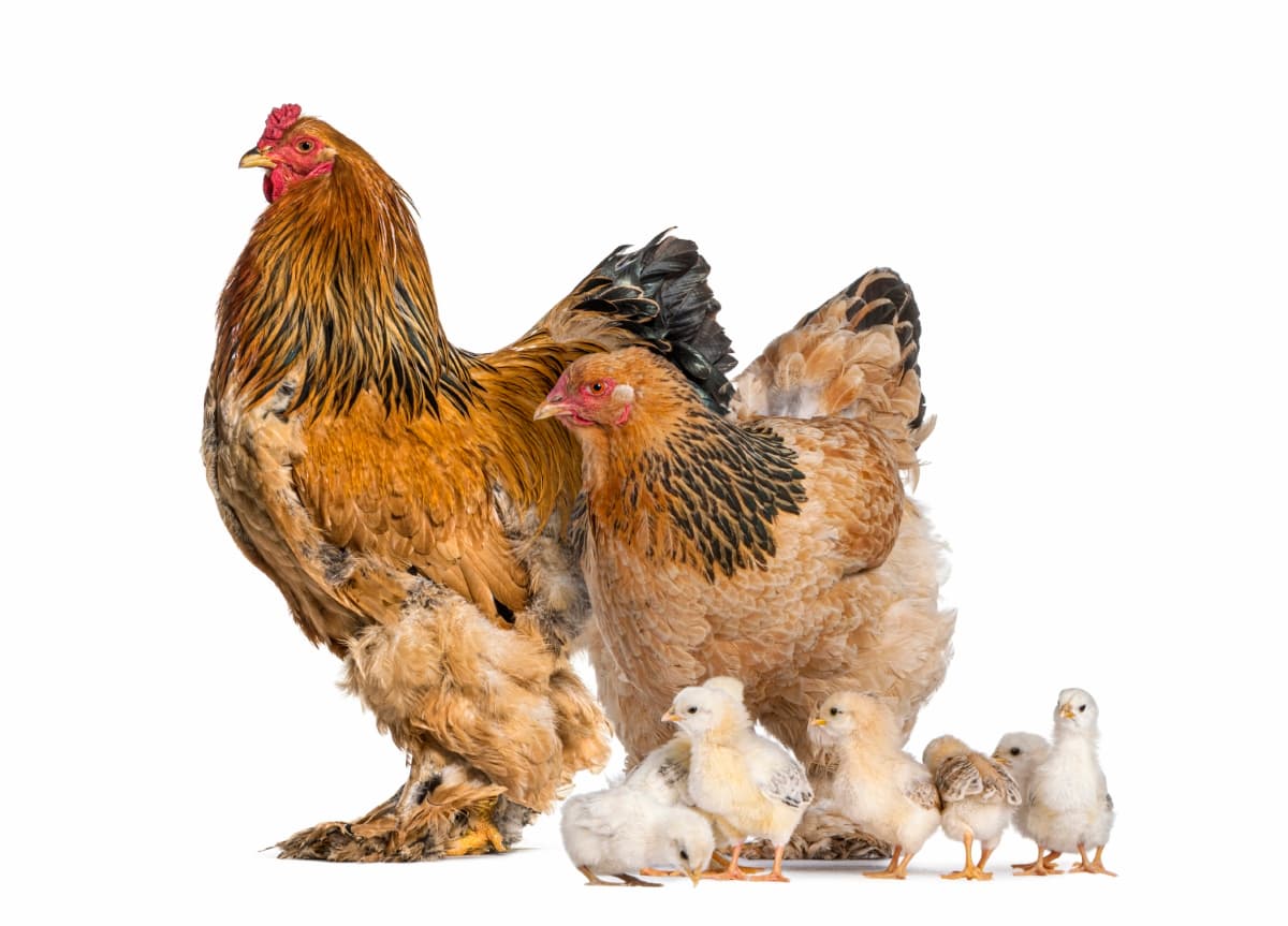 Why Brahma chickens are exceptional for backyard, commercial