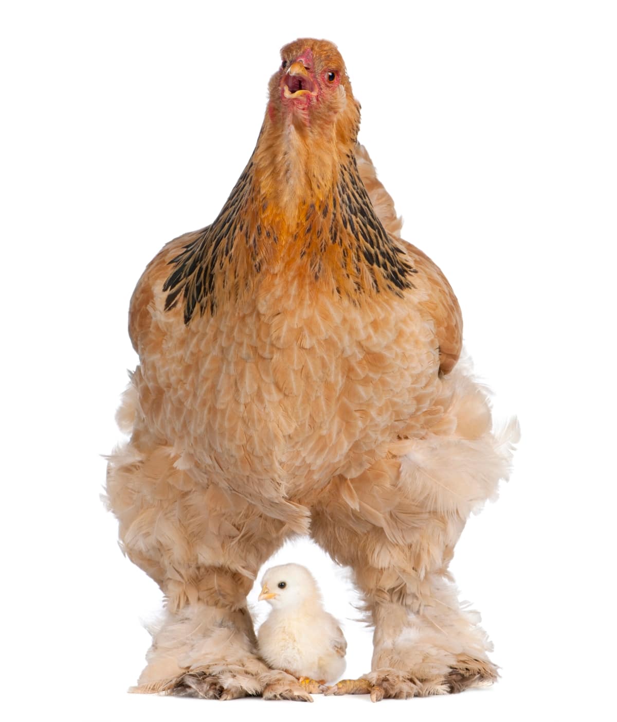 Ultimate Guide to Raising Brahma Chickens: Care, Feeding, Egg
