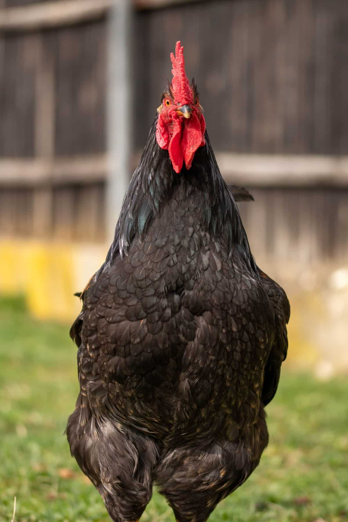 Jersey Giant X Light Brahma?  BackYard Chickens - Learn How to