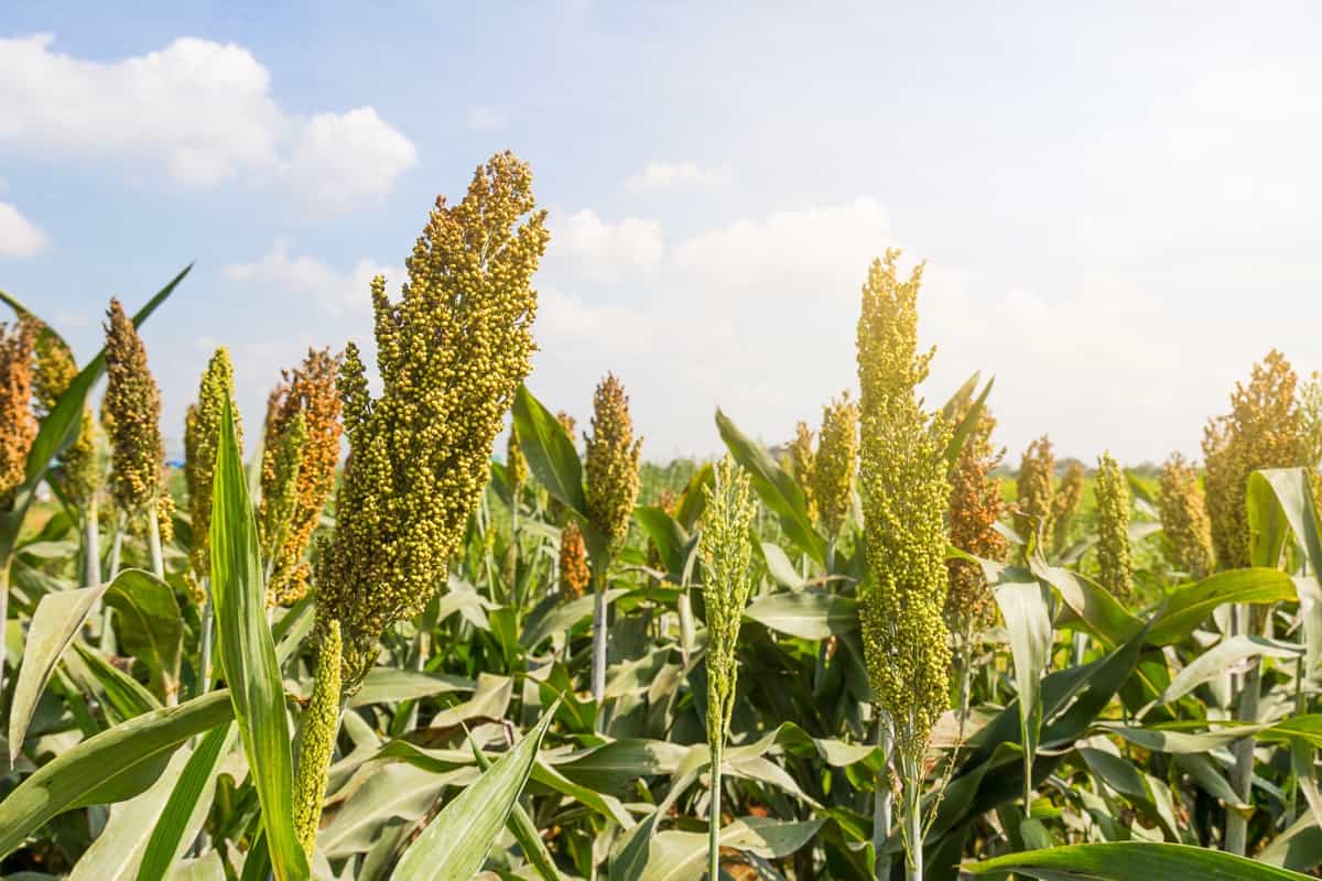 Sorghum Farming In Kenya A Step By Step Production Guide