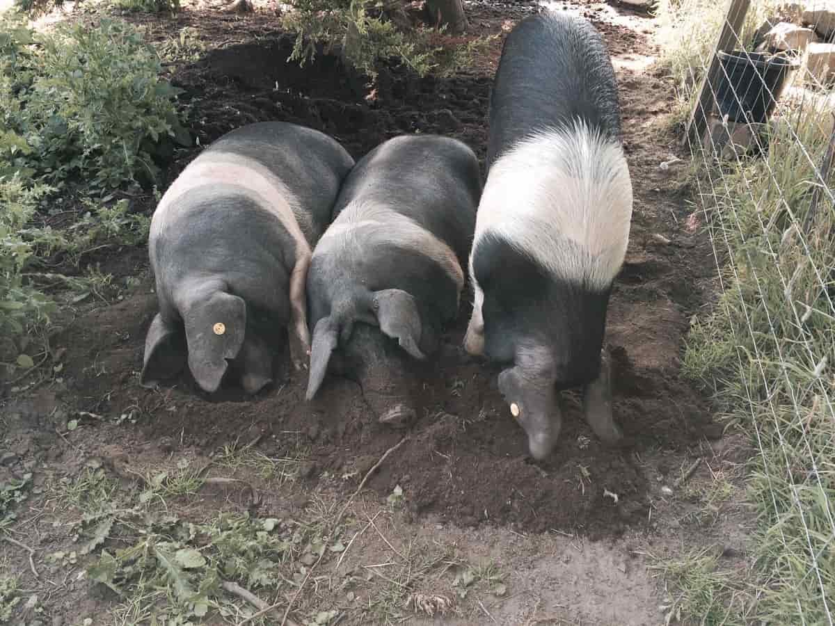 https://www.agrifarming.in/wp-content/uploads/Start-Pig-Farming-in-Denmark2.jpg