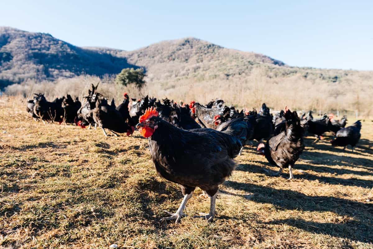 Ultimate Guide to Raising Brahma Chickens: Care, Feeding, Egg Production,  and Breeding