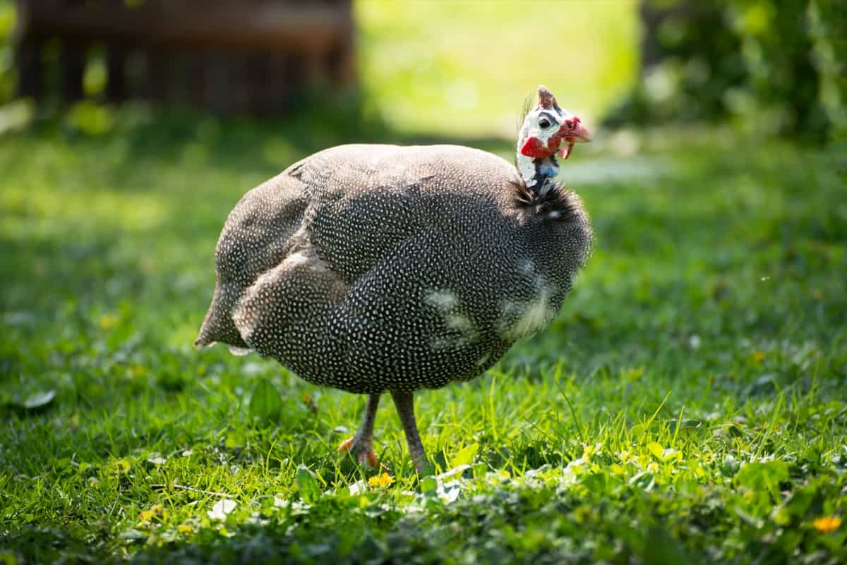 Sustainable Guinea Fowl Production: A Guide to Benefits and Eco-Friendly  Production