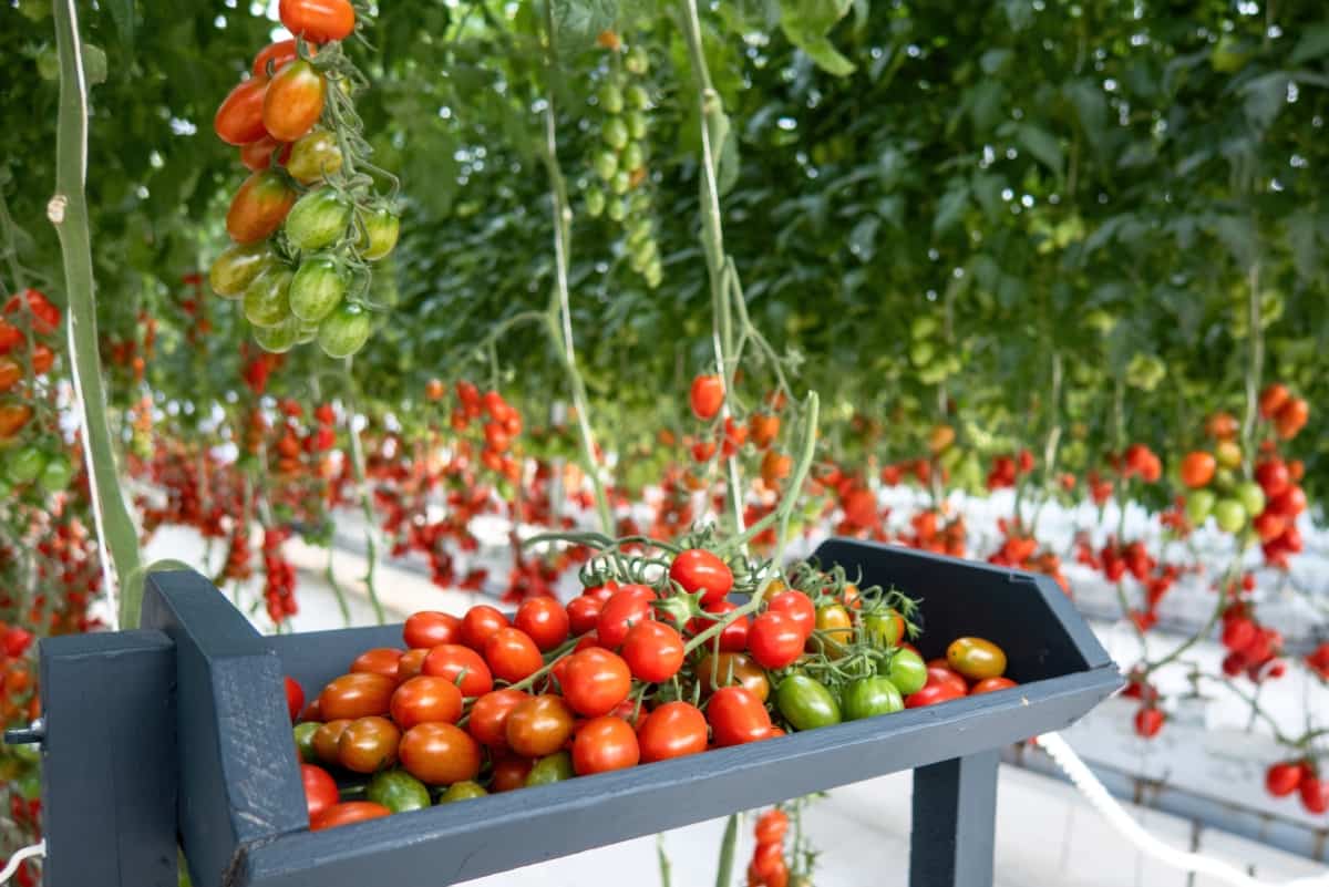 Colorful Tomatoes for Sale in Greenhouse