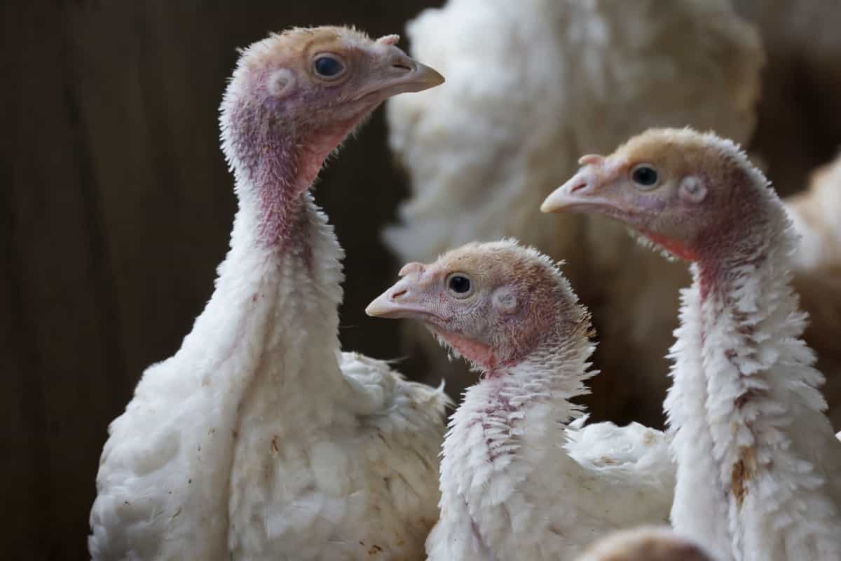 young turkeys in a poultry company