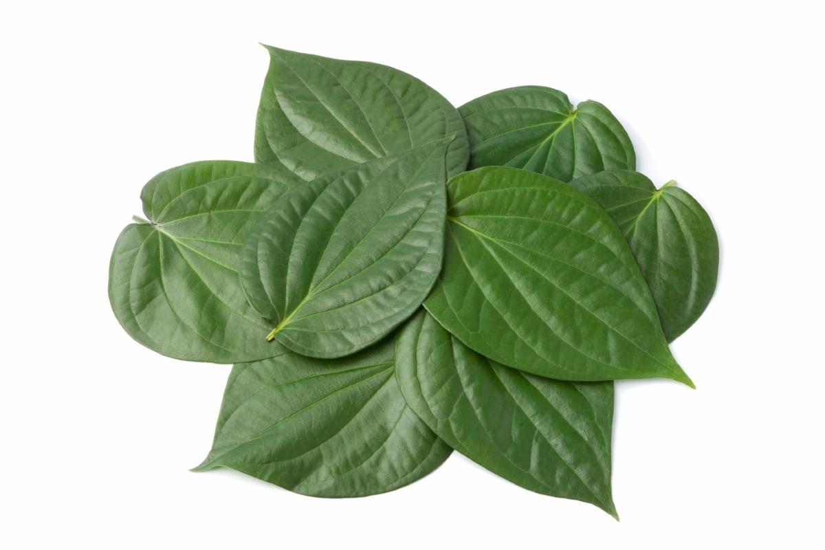 Ultimate Guide to Betel Leaf Farming
